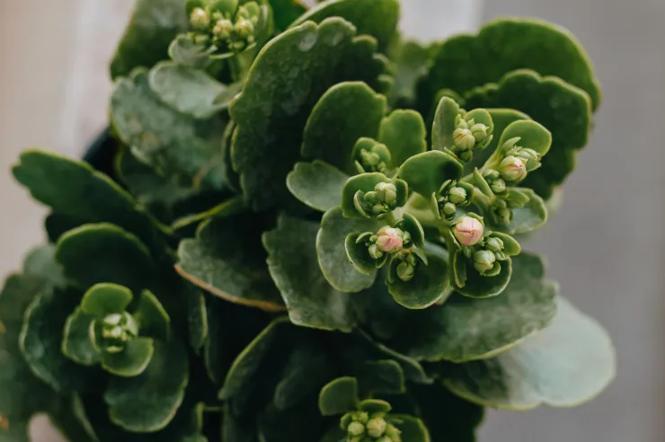 3 Lugares para poner tu Kalanchoe en la cocina y su significado