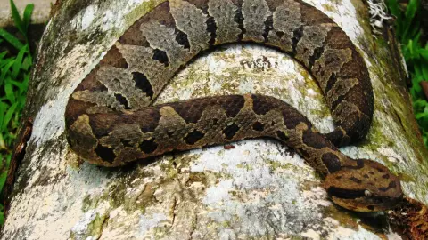 ¡Atención en Quintana Roo! Cómo identificar y qué hacer ante una mordedura de serpiente nauyaca