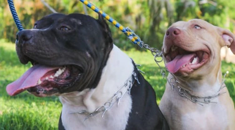 Dos-perros-mueren-al-defender-a-su-dueño-de-un-ataque-armado-en-Ciudad-Juárez-Chihuahua