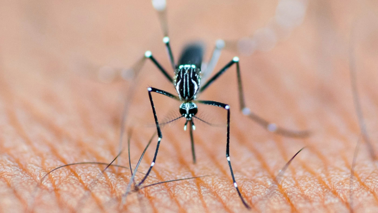 dengue en México