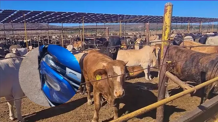 Hombre choca con una vaca.