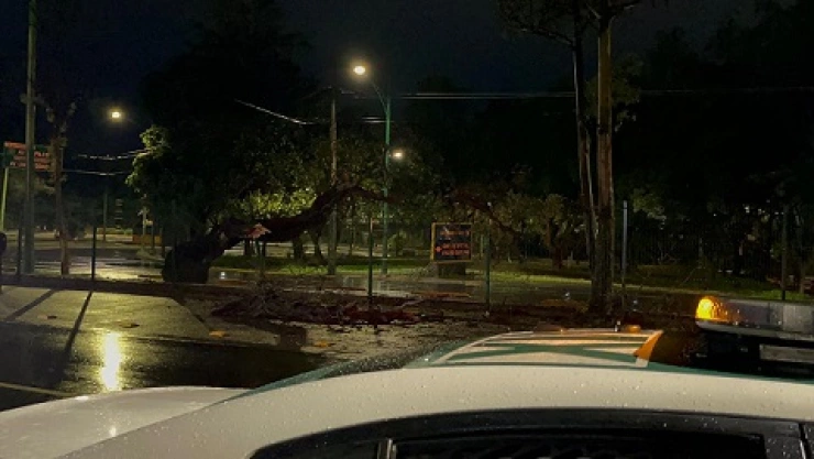 ARBOL CAÍDO INSURGENTES TORMENTA.jpg