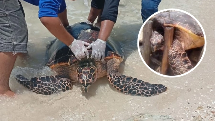 Tortuga carey sufre lesiones tras quedar ATRAPADA en las costas de Chelem.jpg
