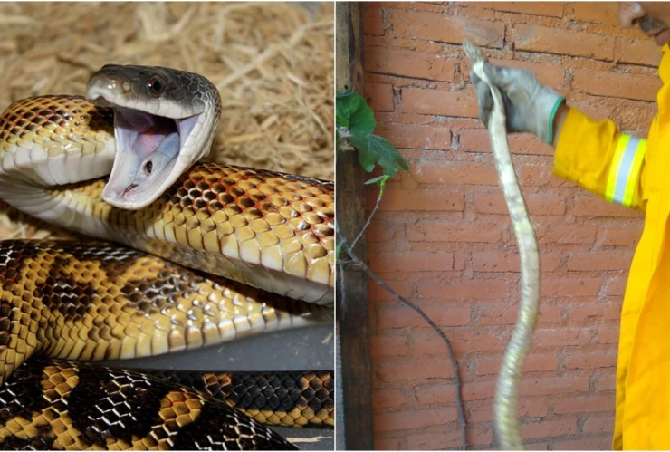 Capuran serpiente gigante de más de dos metros en Aguascalientes