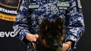 FOTOS: Perrito donado por Turquía llega a México