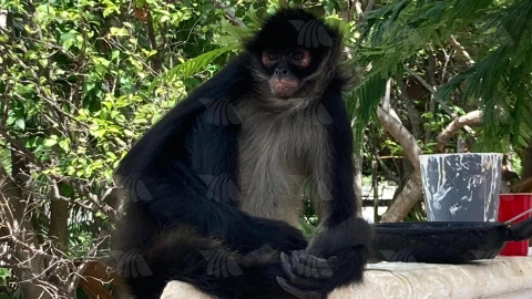 (VIDEO) Mono araña sorprende a visitantes de panteón de Cancún este Día del Padre 2025.jpg