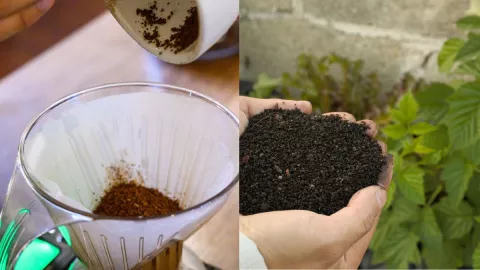 /estilo-de-vida/borra-de-cafe-jardin-plantas