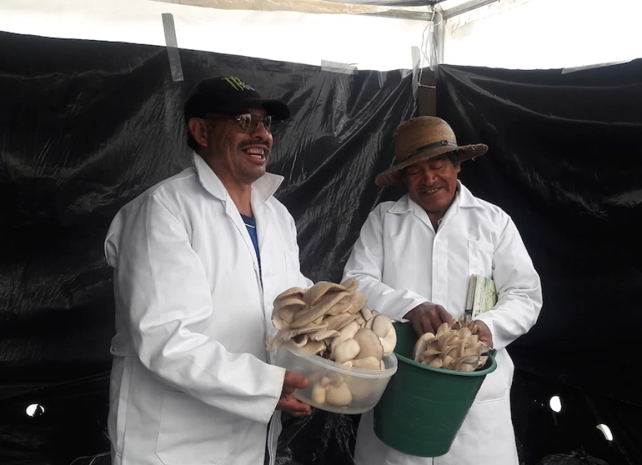 Hongos