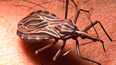 mal de chagas gob