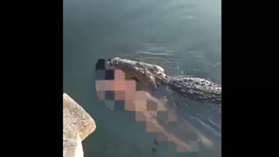 Cocodrilo pase con cadáver en laguna de Tamaulipas