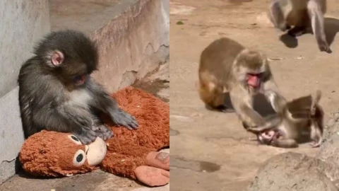 Golpean y rechazan a ‘Punch’.