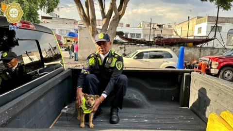 ¿Quién es “Aquiles”, el perrito de la Policía de Tránsito de la CDMX?