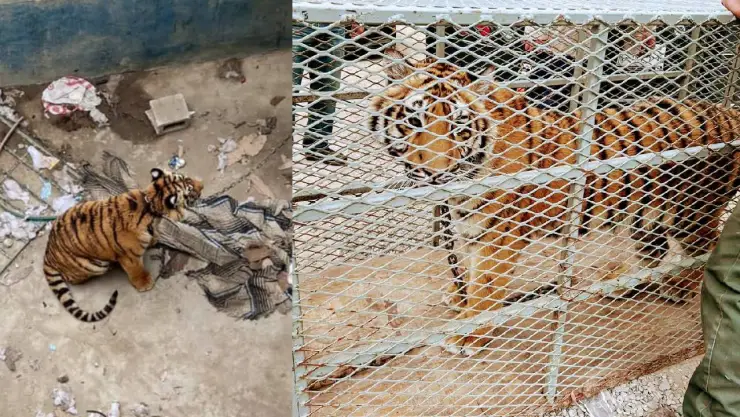 VIDEO Rescatan a tigre de bengala en vivienda abandonada de Tijuana