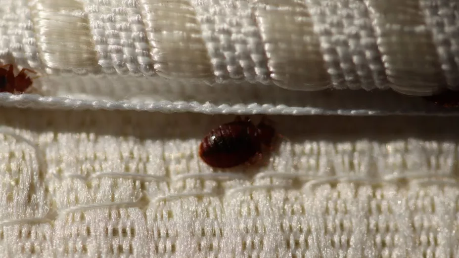 Remedios caseros para las chinches