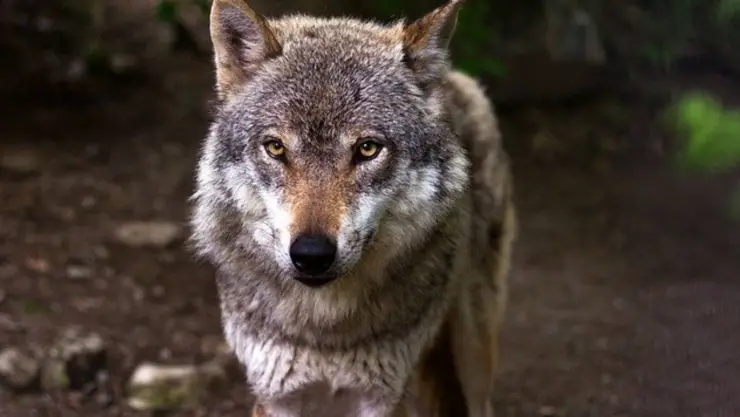 lobo .jpg