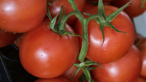 Tomates