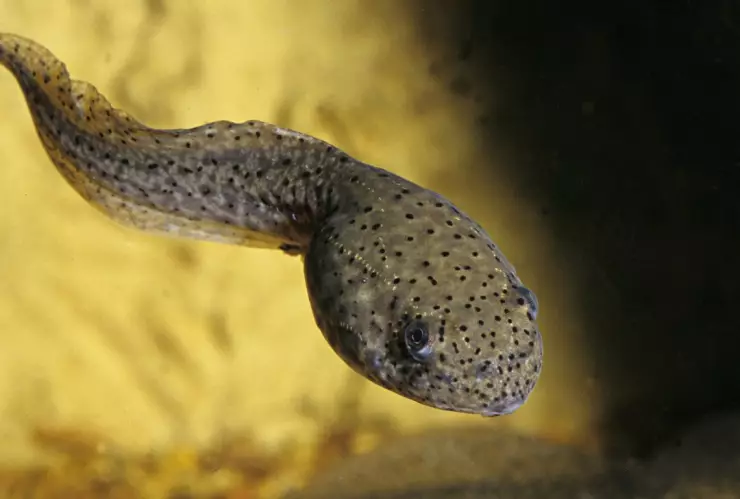 renacuajo_mas_antiguo_mundo