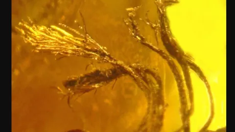 ámbar, semillas, piña 2.jpg