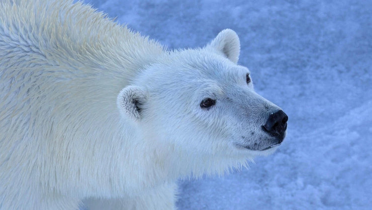 Oso polar nace en acuario de Brasil.jpg