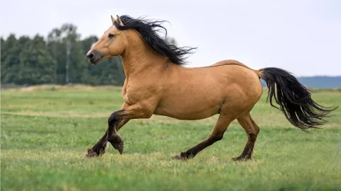 Según el Horóscopo chino 2026, el Año del Caballo impulsa cambios rápidos, valentía renovada y nuevas oportunidades de avance.