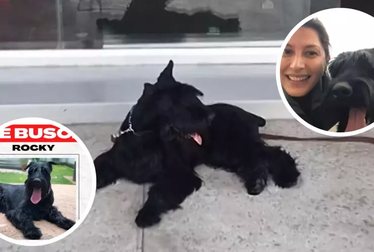 Sigue la búsqueda de Rocky, perro robado en Mazatlán