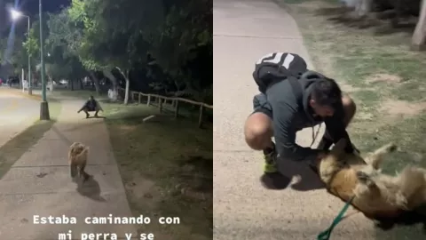 Perrita se encuentra al ex de su dueña