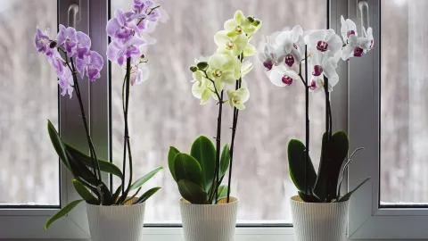 Orquídeas, la opción perfecta para que una casa luzca maravillosa