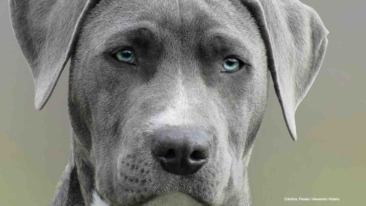 perro policia apuñalado delincuente.jpg