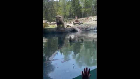 VIDEO-Horror-en-el-zoológico-Osa-devora-a-una-familia-de-patitos-frente-a-niños-horrorizados-en-Seattle