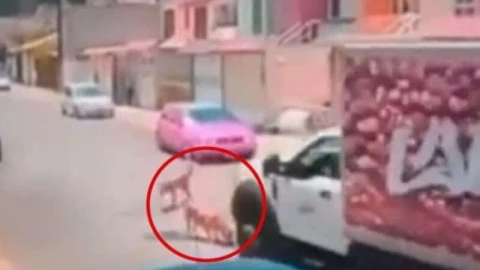 Camión repartidor atropella a “Bambi”, una perrita en Tultitlán.