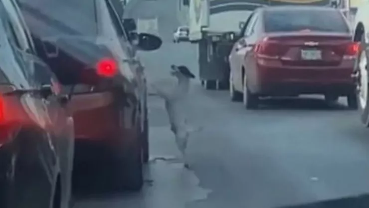 Perro abandonado Nuevo León