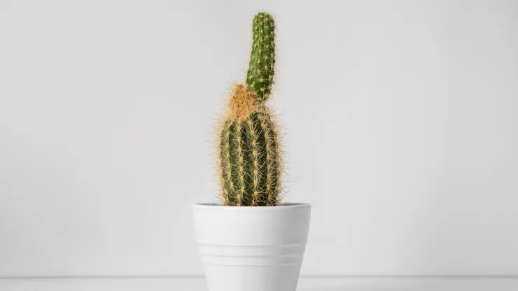 plantas