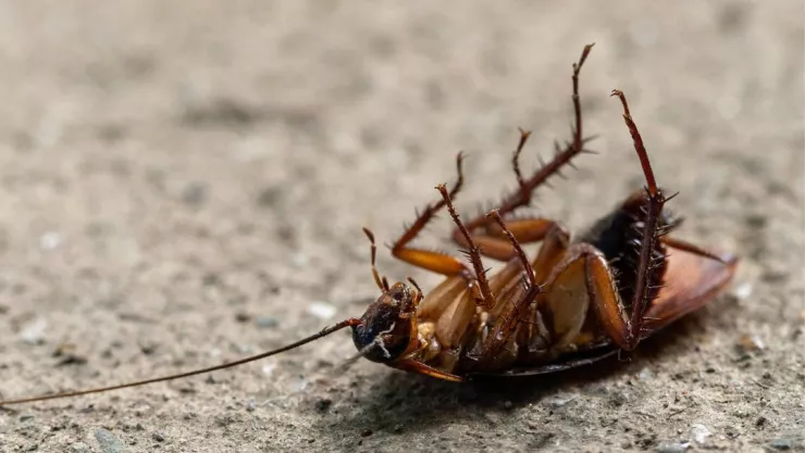 ¿Cuáles son los mejores remedios caseros para ahuyentar a las cucarachas