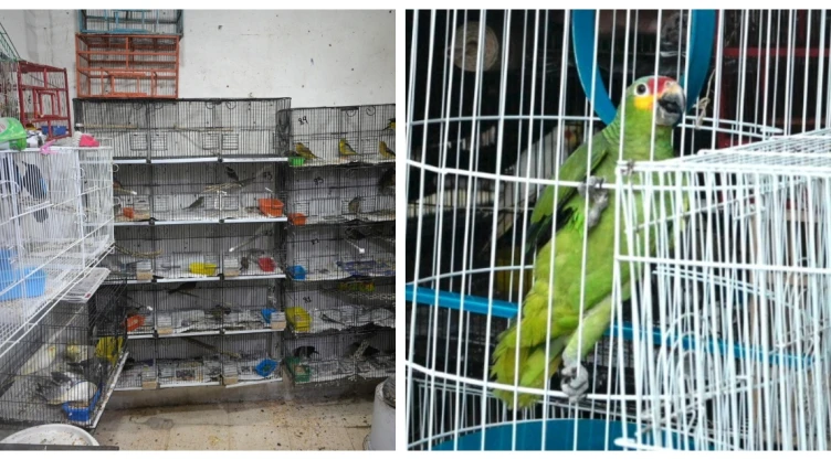Caen venezolanos por narcomenudeo y tráfico de aves exótica en CDMX.jpg