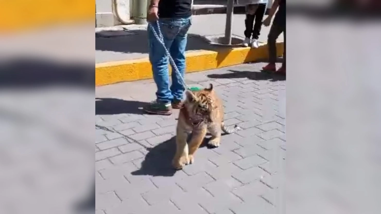 hombre-pasea-cachorro-tigre-hidalgo
