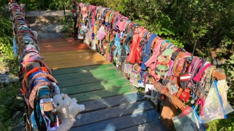 Una artista de Carolina del Norte creó el Puente Arcoíris para poder honrar la vida de las mascotas