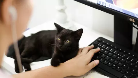 Gato en oficina.jpg