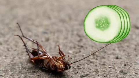 Con pepino El truco para evitar las cucarachas en el hogar