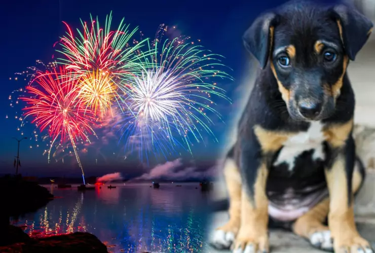 Perros y la pirotecnia: cómo protegerlos