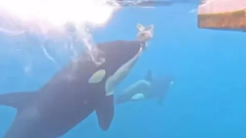 VIDEO | Captan a orca comiéndose una tortuga en Manzanillo, Colima