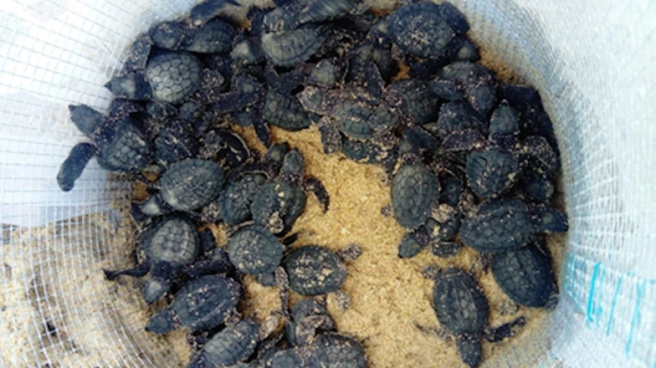 tortugas