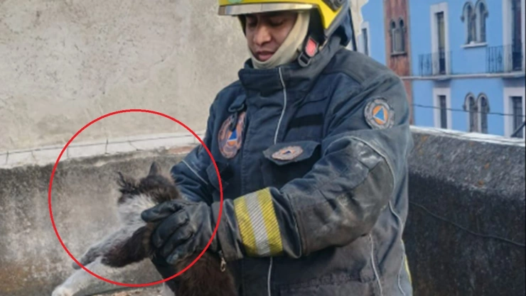 rescate gatitos incendio 10 poniente centro puebla