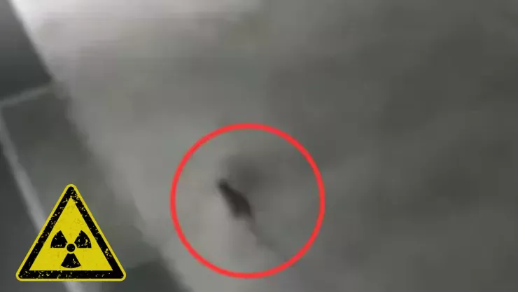 Buscan a un gato radiactivo en Japón