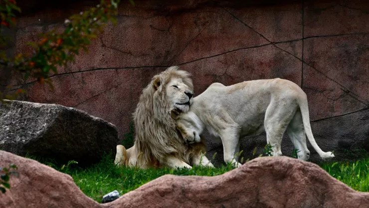Leones Blancos en Venezuela