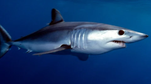 tiburón