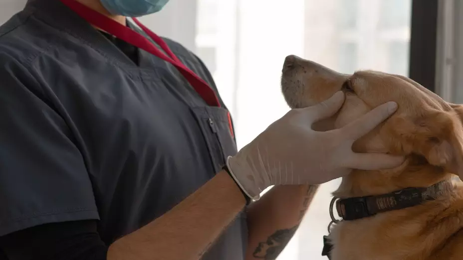veterinario gratis