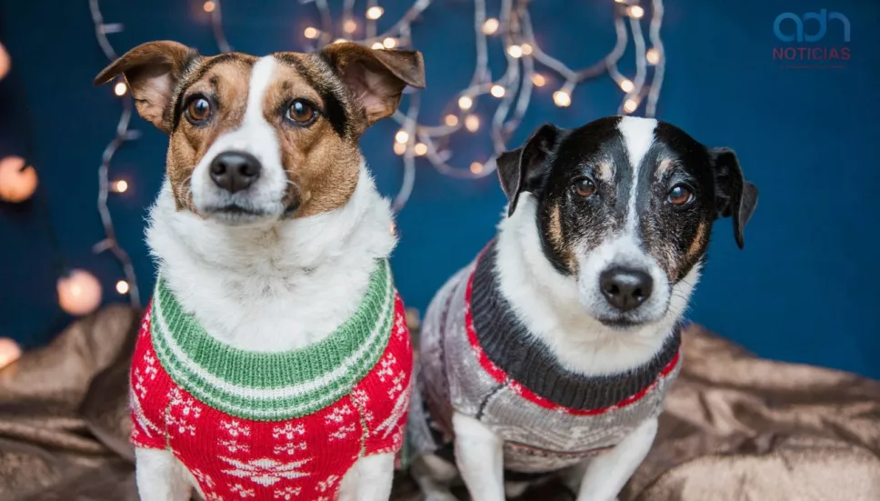 Suéter para mascotas