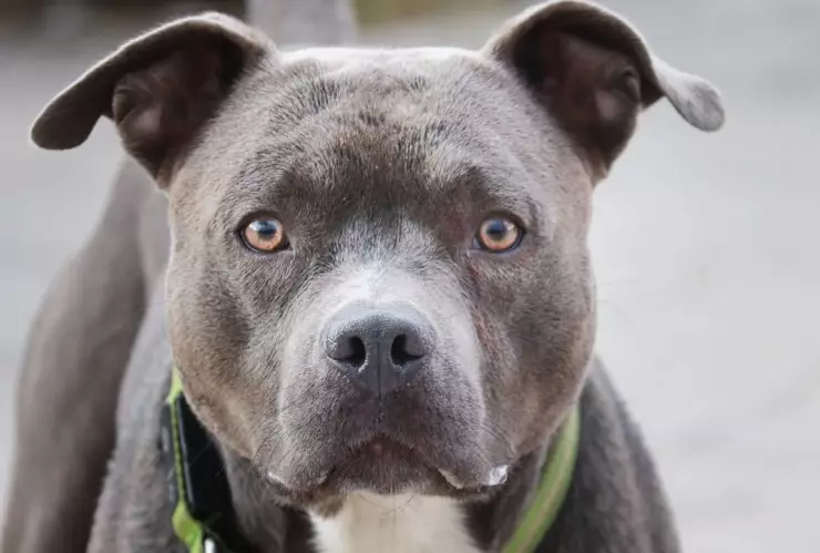 Niño iba a una fiesta; fue mutilado por el perro pitbull de la familia