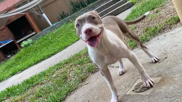 Matan a machetazos a la perrita Azula en Tabasco