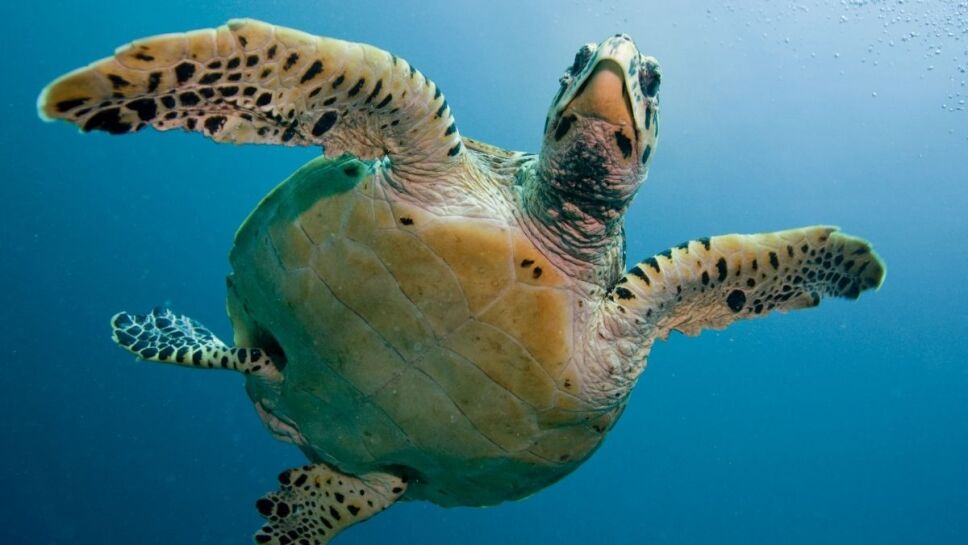 animales, peligro de extinción c.jpg